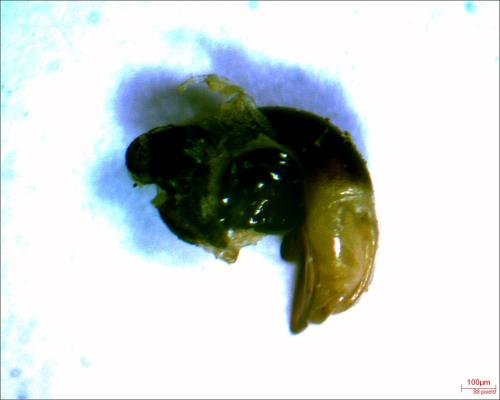 Réf. 320 028 : Pterostichus sp.